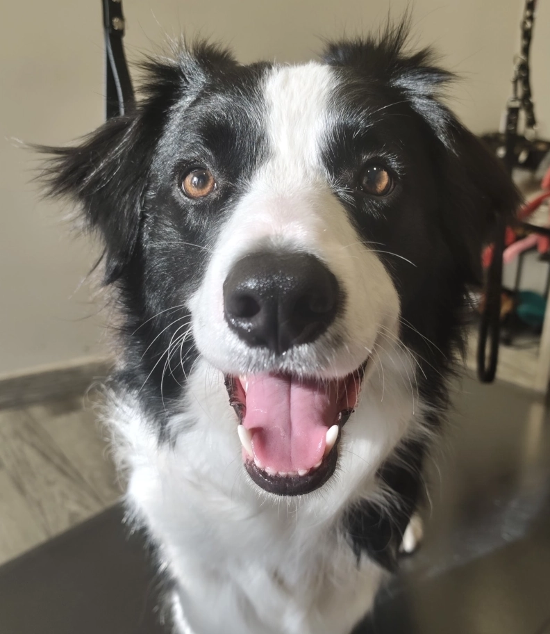 Border Collie Coby po kąpieli ozonowej i wyczesaniu - profesjonalny grooming