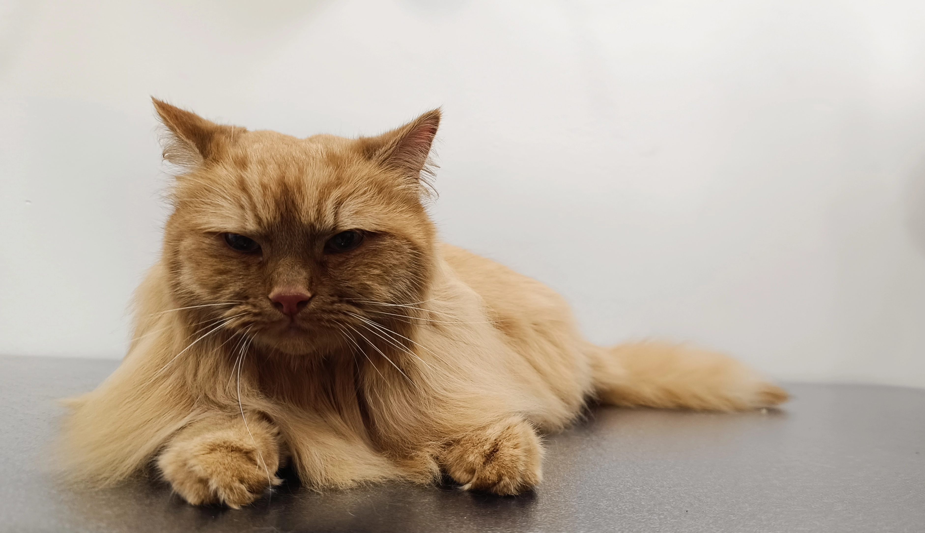 Kot, Puszkin. Pozbycie się kołtunów, kąpiel hipoalergiczna ze względu na podrażnioną skórę, suszenie, wyczesywanie. - grooming kotów Rzeszów