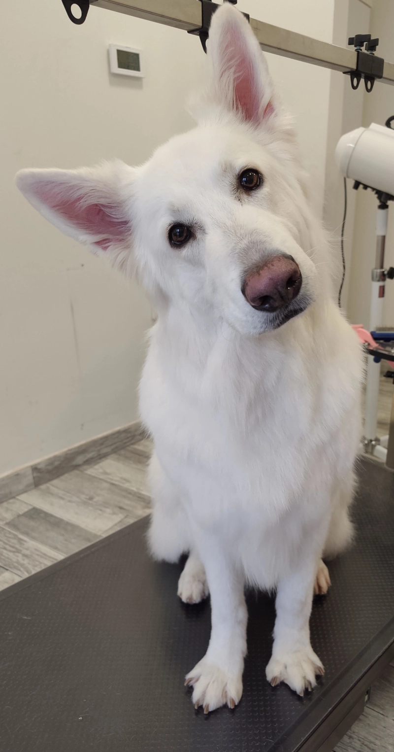 Biały Owczarek Szwajcarski Abis po kąpieli głęboko oczyszczającej w salonie Lok&Dog Rzeszów - portfolio groomingu